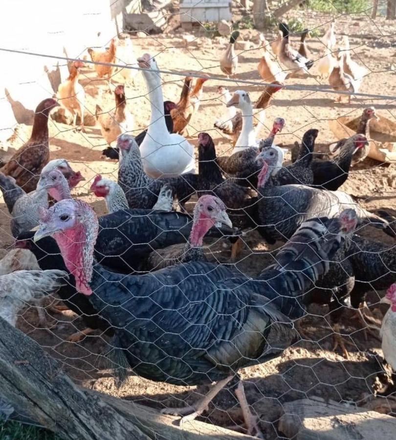 אגואס דה פראטה Sitio No Interior De Sp Para Curtir A Natureza מראה חיצוני תמונה