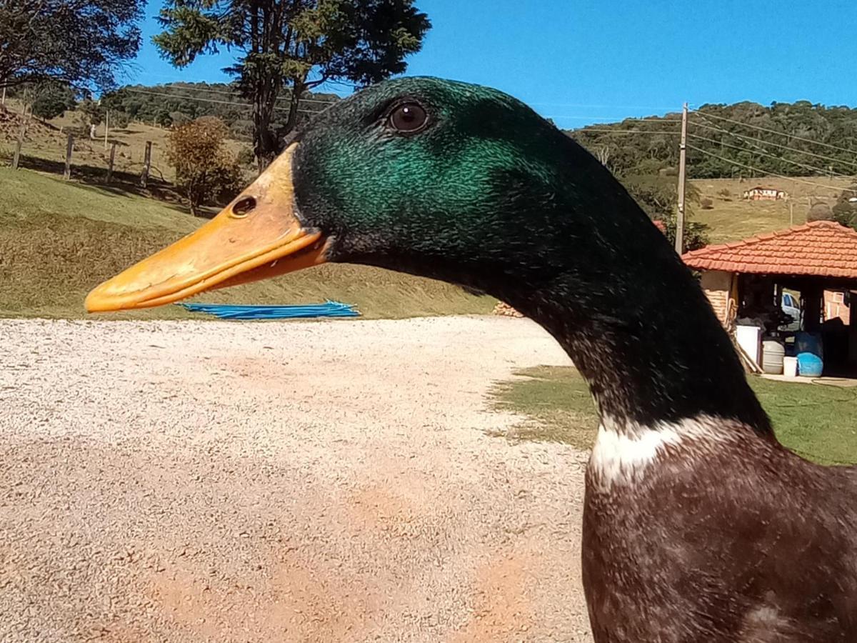 אגואס דה פראטה Sitio No Interior De Sp Para Curtir A Natureza מראה חיצוני תמונה