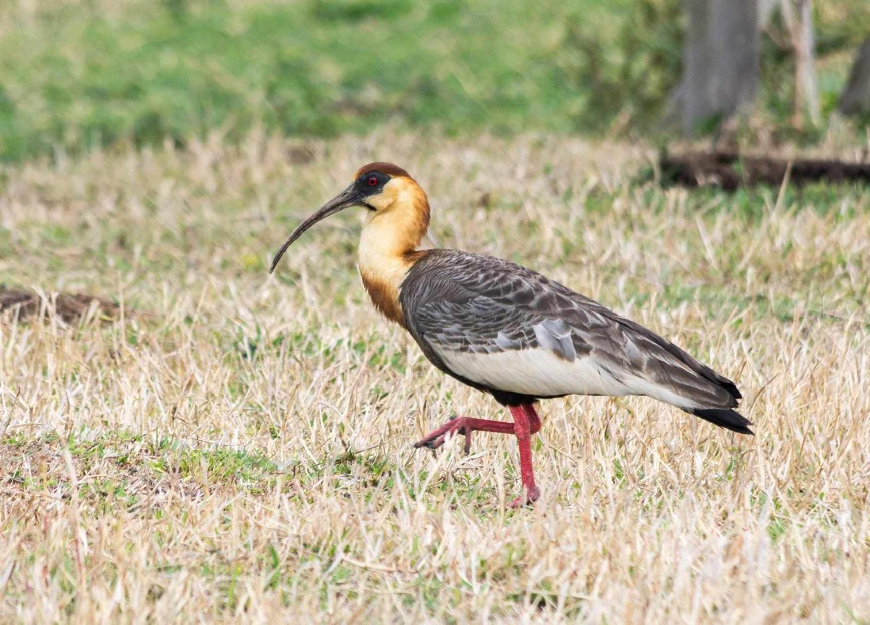 אגואס דה פראטה Sitio No Interior De Sp Para Curtir A Natureza מראה חיצוני תמונה